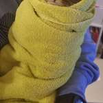 image for Benjen was mean to the vet, so they suggested we get him used to being swaddled. Now he's a purrito.