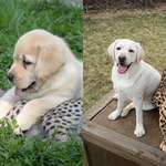 image for Cheetahs get therapy dogs and get to grow up together! â˜ºï¸�
