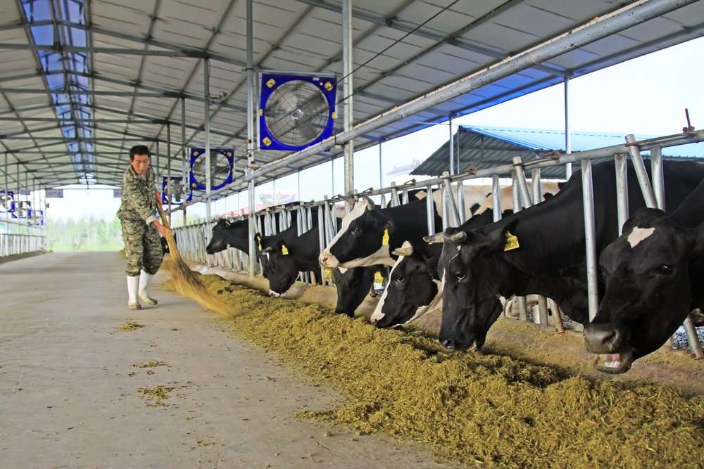 image for China’s increasing demand for milk will have far-reaching consequences for the world