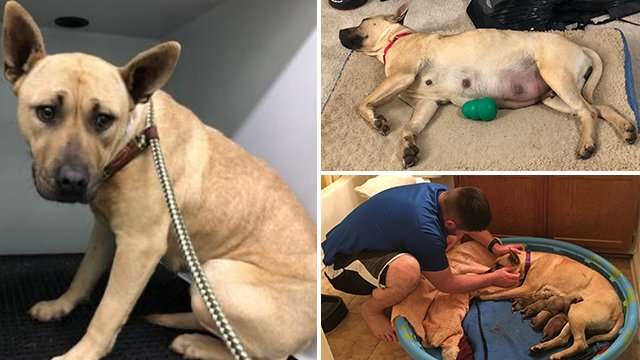 image for Charlotte man saves pregnant dog from euthanization, delivers puppies