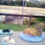 image for The homeowner said that the buck shows up everyday, so they gave him a bed too.
