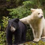 image for On the coast of British Columbia a mutation causes some black bears to be born white. These are known as "spirit bears" and have a prominent place in First Nations oral traditions.