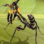 image for Dangerous-looking mantis.