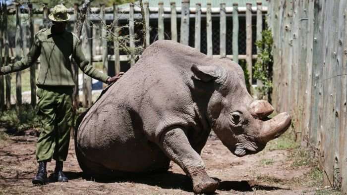 image for World's last male northern white rhino on the mend after infection threatened the species