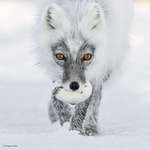 image for 🔥 Arctic fox carrying a goose egg 🔥