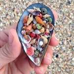 image for Tiny tiny shells