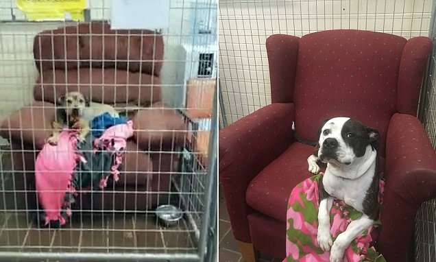 image for Cute video shows no-kill shelter letting dogs lounge on old chairs