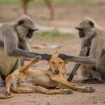 image for Volunteer monkeys' groom the local stray pupulation.