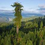 image for Hyperion: the tallest tree in the world. It stands 380 feet tall and is over 800 years old.
