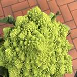 image for 🔥 The Romanesco features natural fractals and grows in accordance with the Fibonacci Sequence 🔥