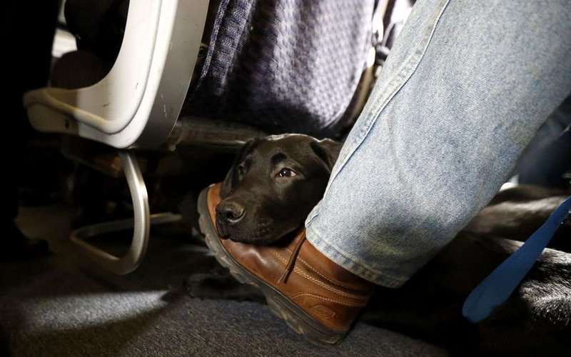 image for By the way, United has the worst U.S. record on pet deaths, too