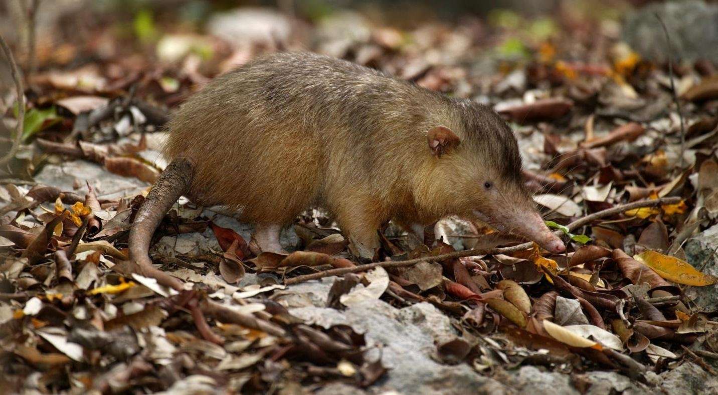 image for Solenodon: This Bizarre Venomous Mammal Survived the Asteroid That Killed the Dinosaurs
