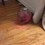 image for The cat knocked my daughter’s fish bowl off the dresser.