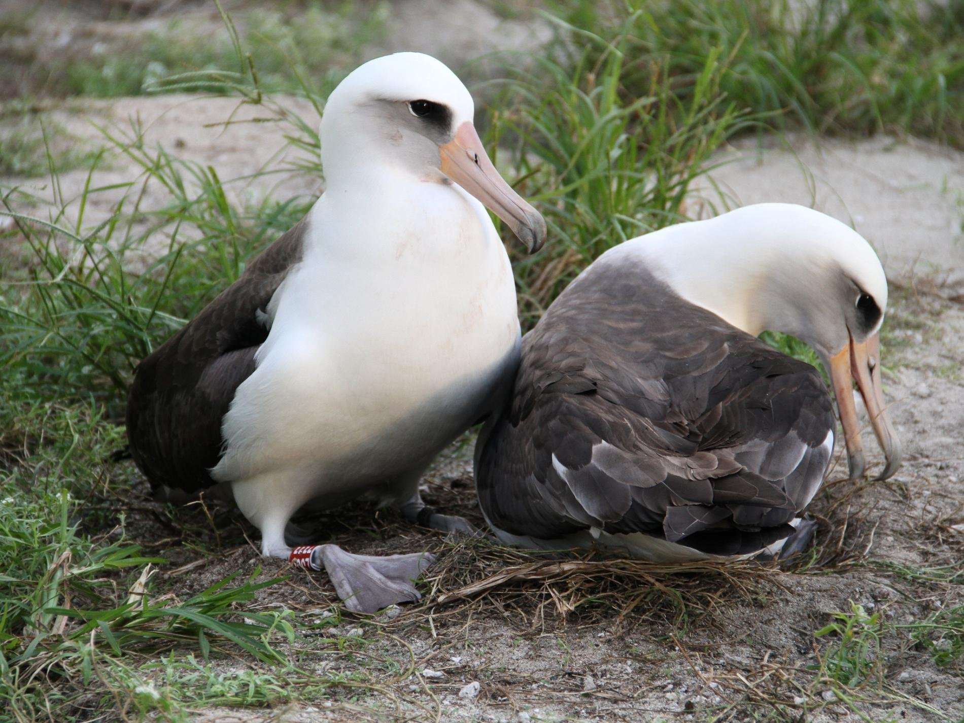 image for Oldest Known Wild Bird Hatches Chick at 62