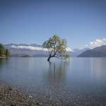 image for "That Wanaka Tree" in Lake Wanaka, New Zealand [6700x4450] [OC]