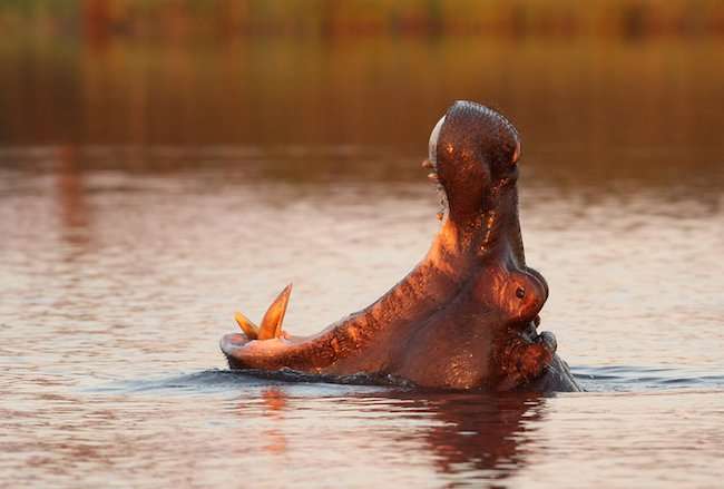 image for Six Surprising Facts About Hippos