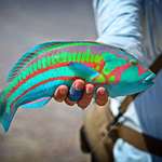 image for Rainbow Wrasse caught off Christmas Island