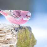 image for This pink bird is called the Rose finch and it looks like cotton candy in the snow.