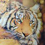 image for Tiger - Colored Pencil - 18x14 in.