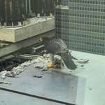 image for A Peregrine Falcon devouring a Pigeon on the ledge of my building, a Downtown LA skyscraper.