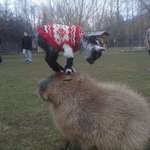 image for Capybara: You've got to be kidding me