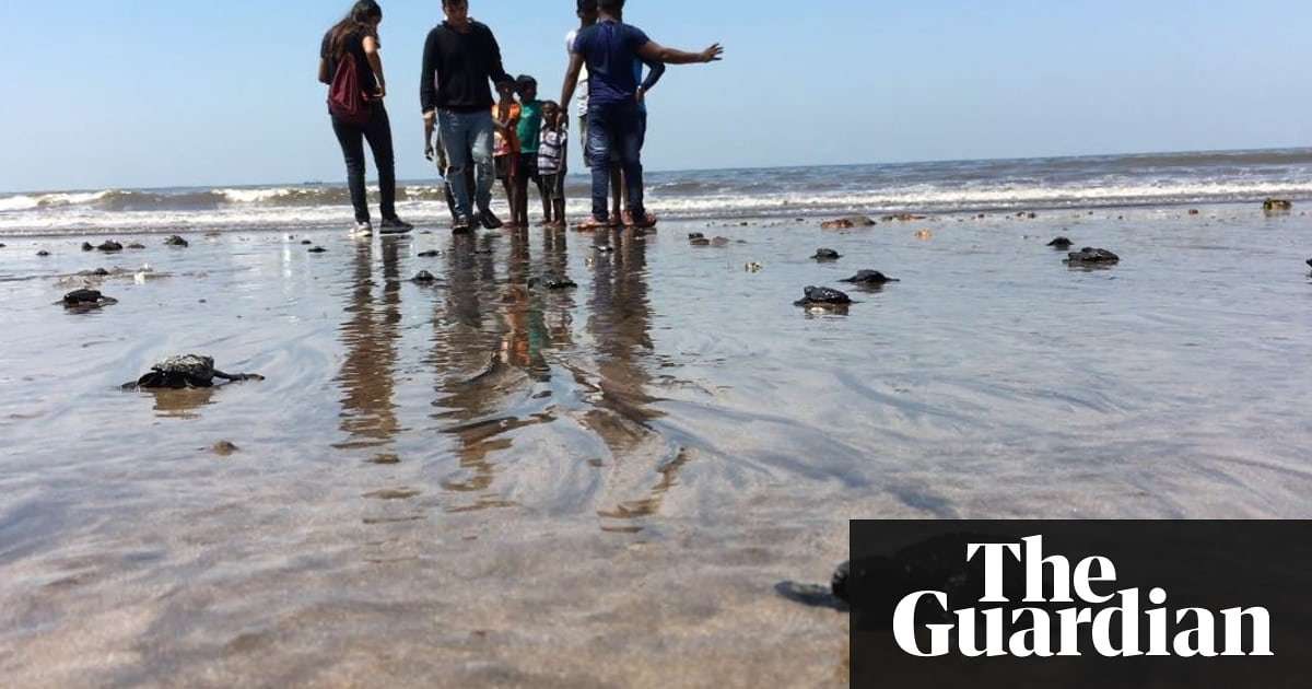 image for Mumbai beach goes from dump to turtle hatchery in two years