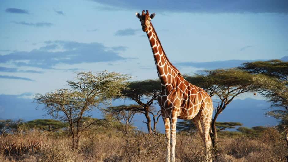image for Number of giraffes in the wild drop by almost 40% prompting animal to be listed as vulnerable