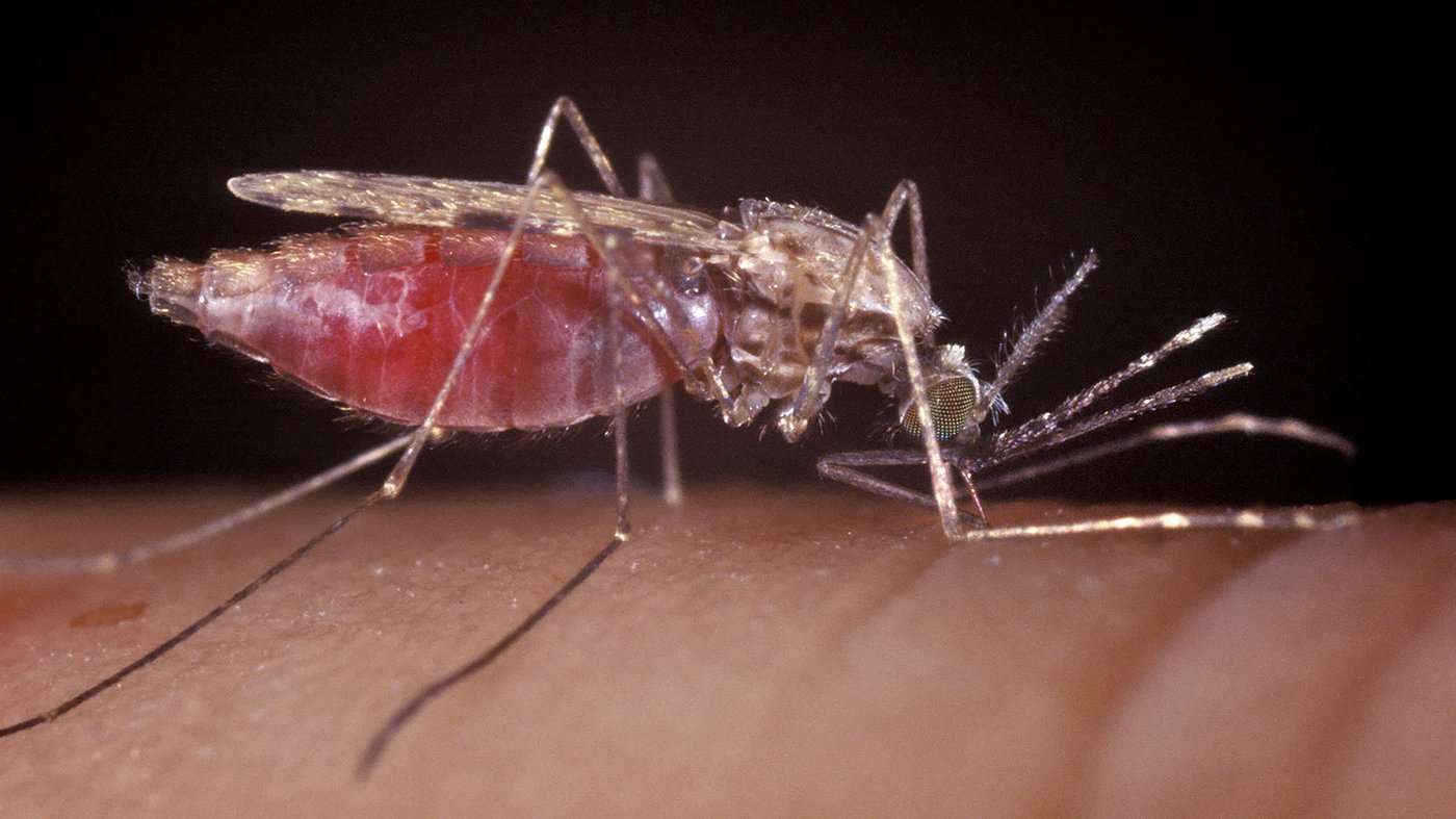 image for What If A Drug Could Make Your Blood Deadly To Mosquitoes?