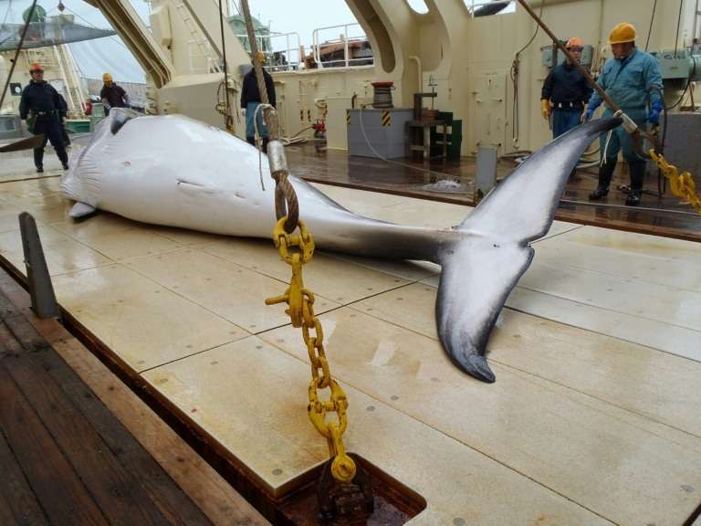 image for Japan whalers return from Antarctic hunt after killing 333 whales