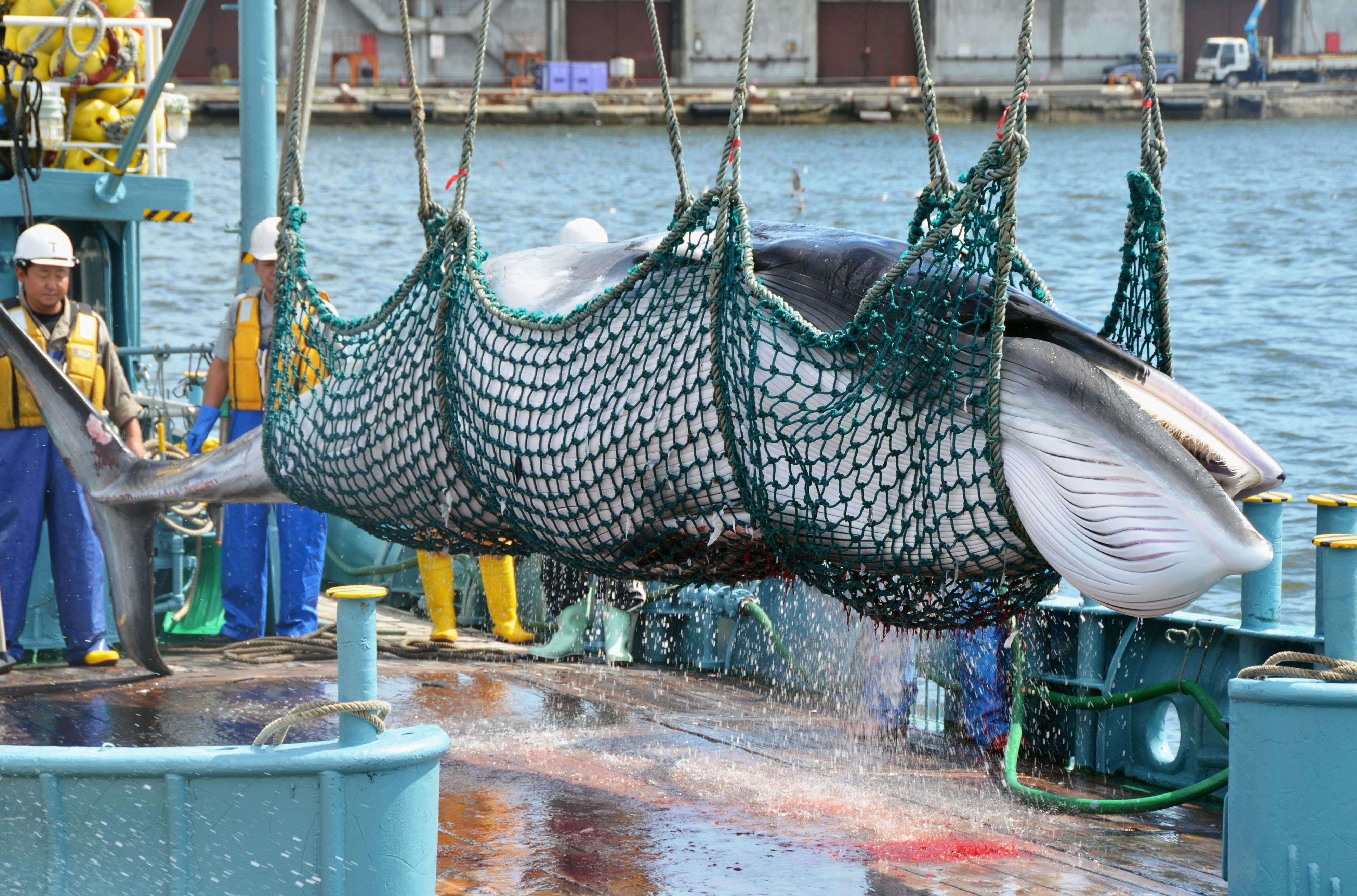image for Norway Kills More Whales than Japan and Iceland Combined, Report Finds