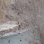 image for Flock of Bald Eagles in central Nebraska