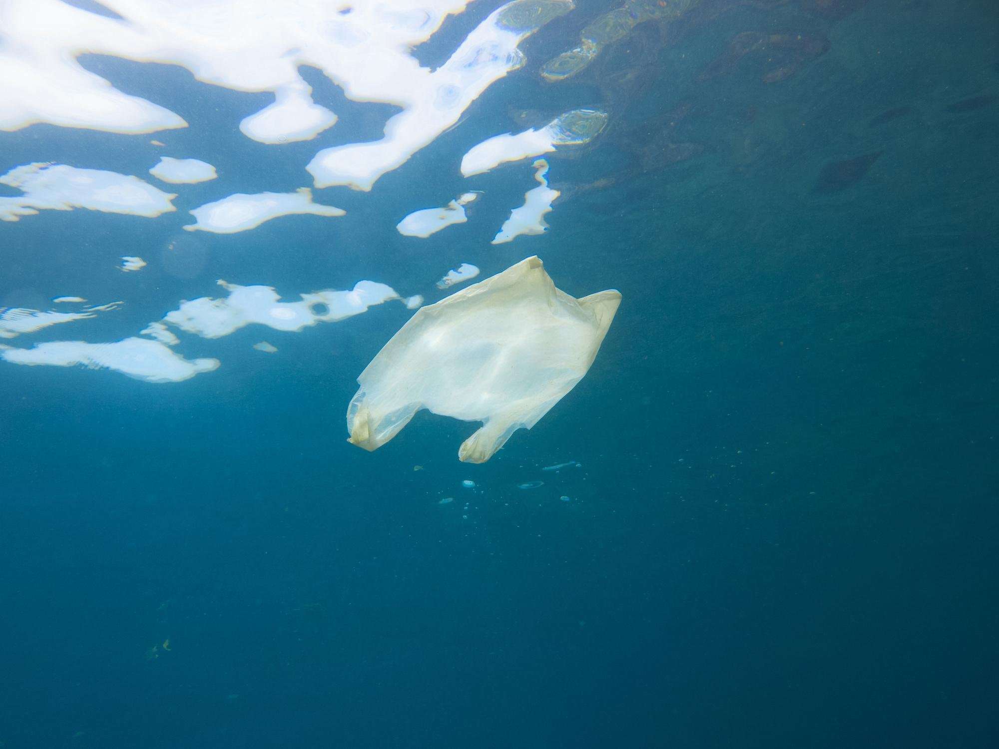 image for Decline in plastic bags on seabed suggests measures to tackle waste are working