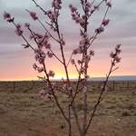image for Greetings from the Navajo Nation. Here's my peach tree in full bloom at sunset.