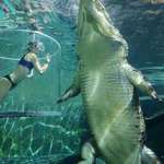image for The sheer size of this saltwater crocodile.