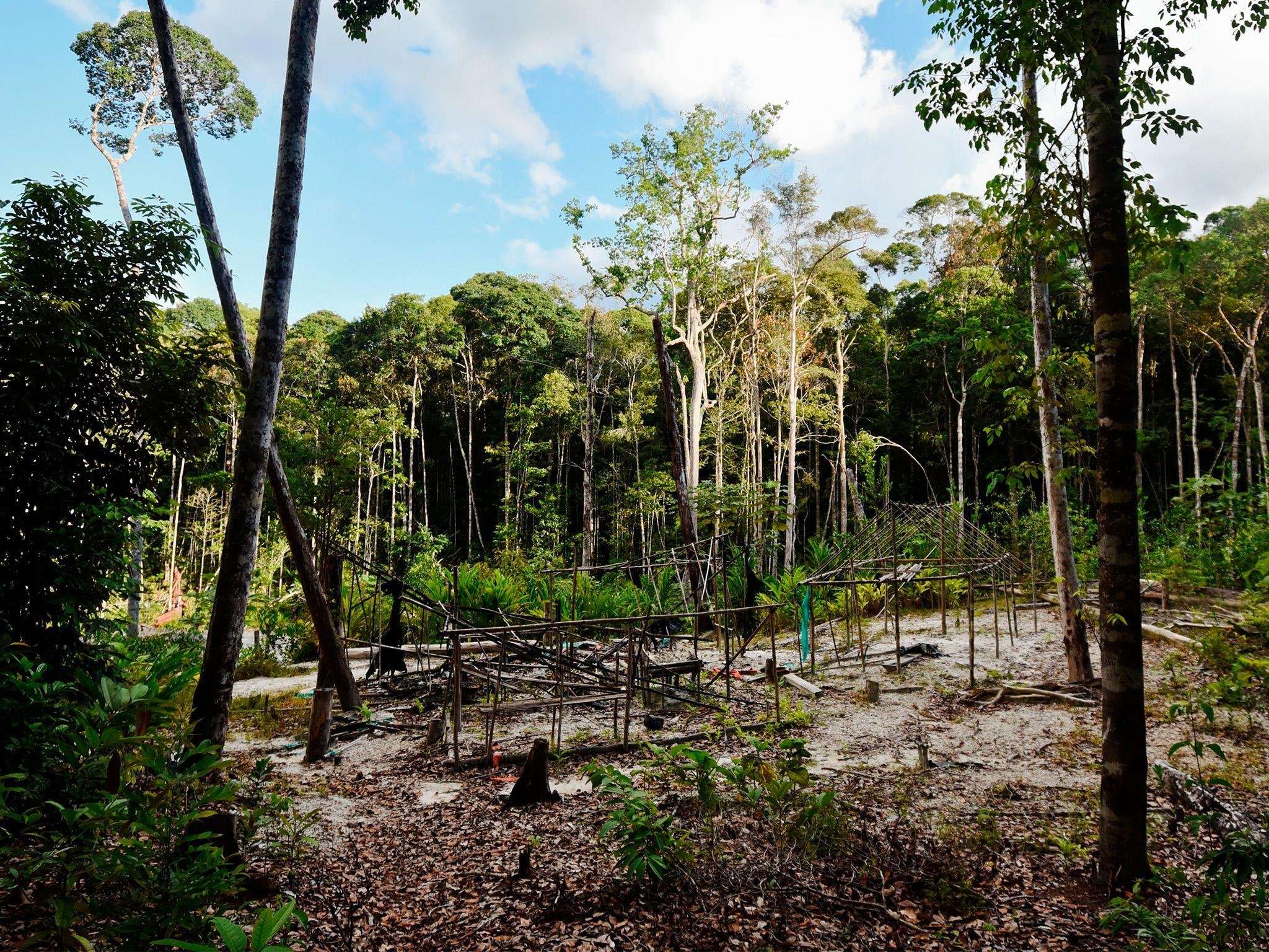 image for Colombian government ordered to protect Amazon rainforest in historic legal ruling
