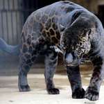 image for Beautiful black jaguar
