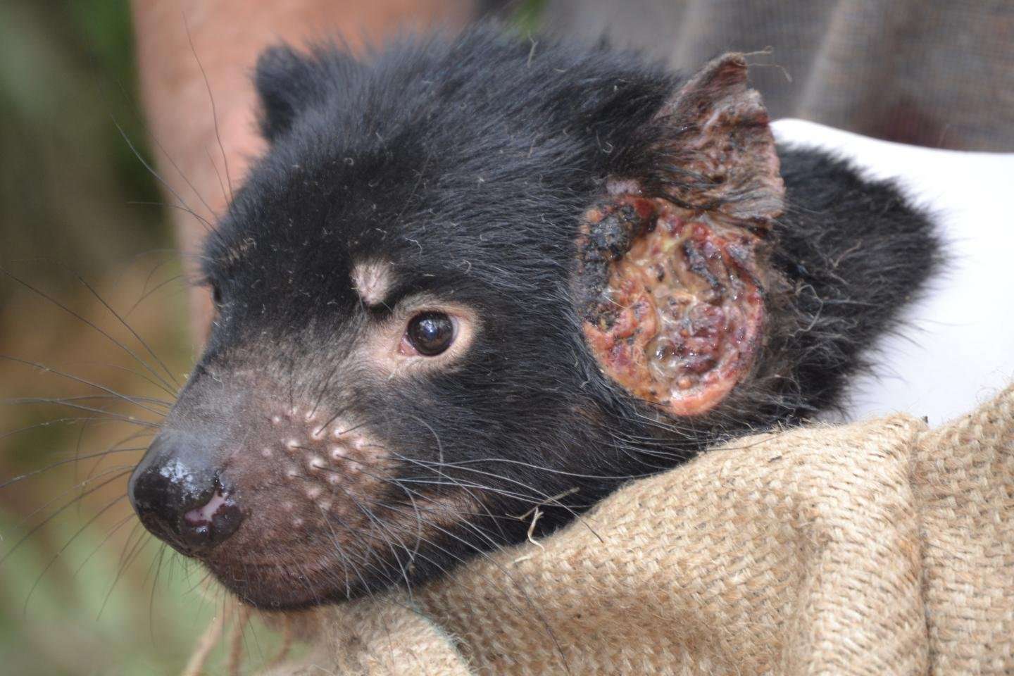 image for Human drugs could help cure the transmissible cancer that is wiping out Tasmanian devils