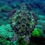 image for This sea turtle