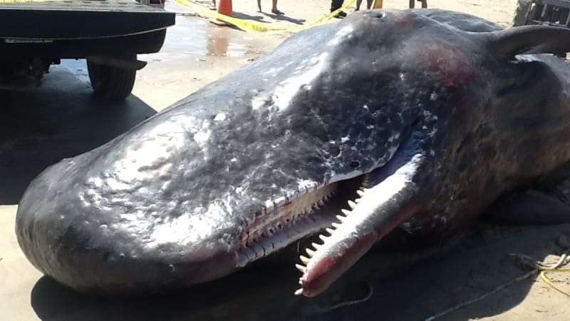 image for Dead sperm whale found with 30 kilograms of trash in digestive system