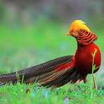 image for 🔥 Golden Pheasant is a real life Phoenix 🔥