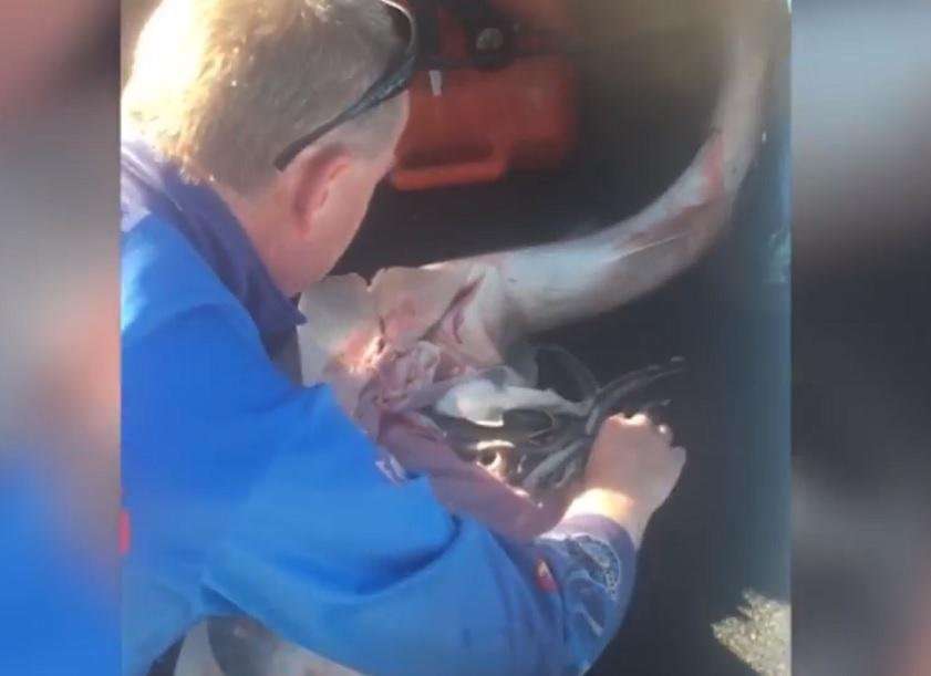 image for Video shows fisherman performing C-section on dead shark and releases 98 pups into wild