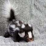 image for I see your warthog, and I raise you this baby skunk.