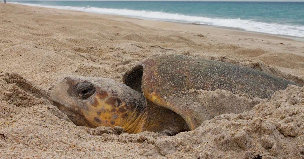 image for Sea Turtles Use Magnetic Fields to Find Their Birthplace Beach