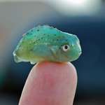 image for PsBattle: Baby Lumpsucker Fish