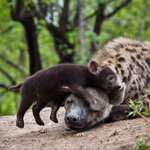 image for Hyena cub being affectionate with mom whether she likes it or not.