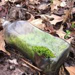image for Found this bottle with moss while walking in the woods.
