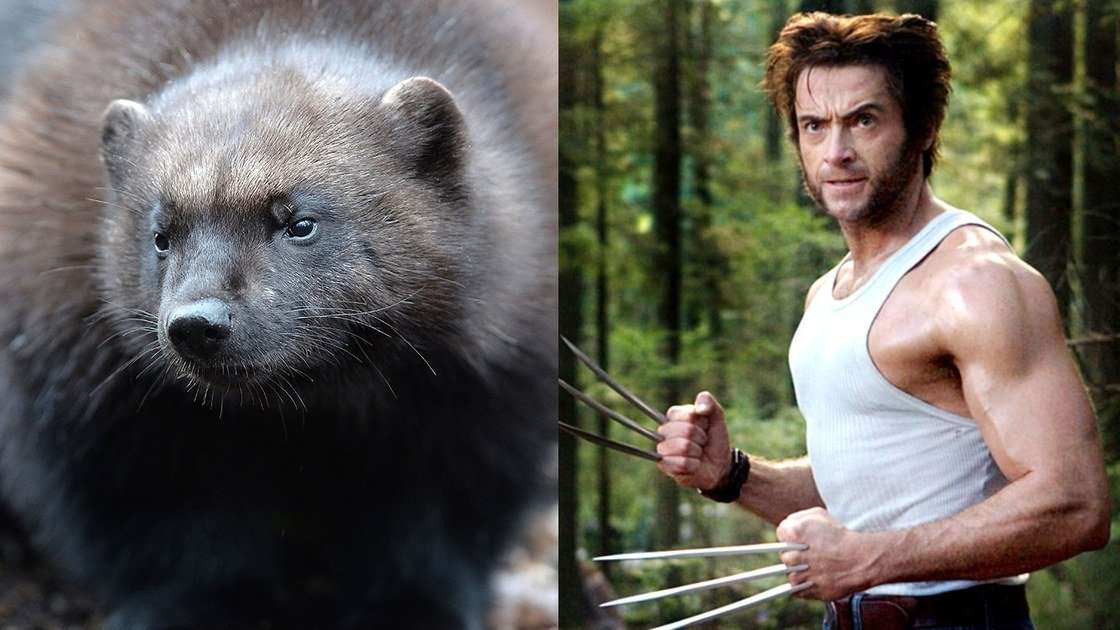 image for Hugh Jackman Didn’t Know Wolverines Were Real Animals