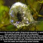 image for Underwater Spider