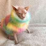 image for PsBattle: Hairless cat in a rainbow sweater.