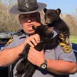 image for PsBattle: Black Bear Cubs Being Rescued by the Police